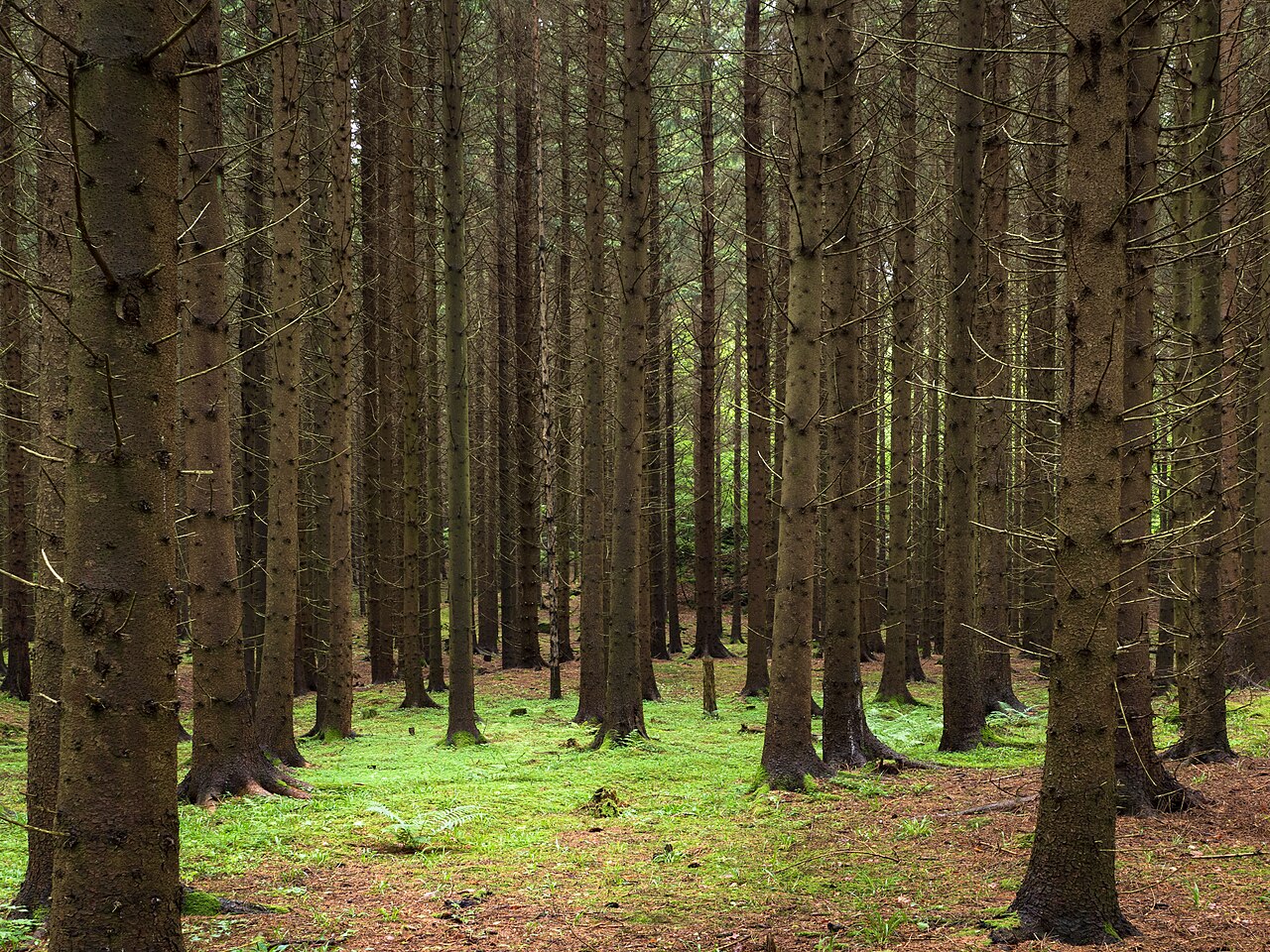 Fotografi av en skog.